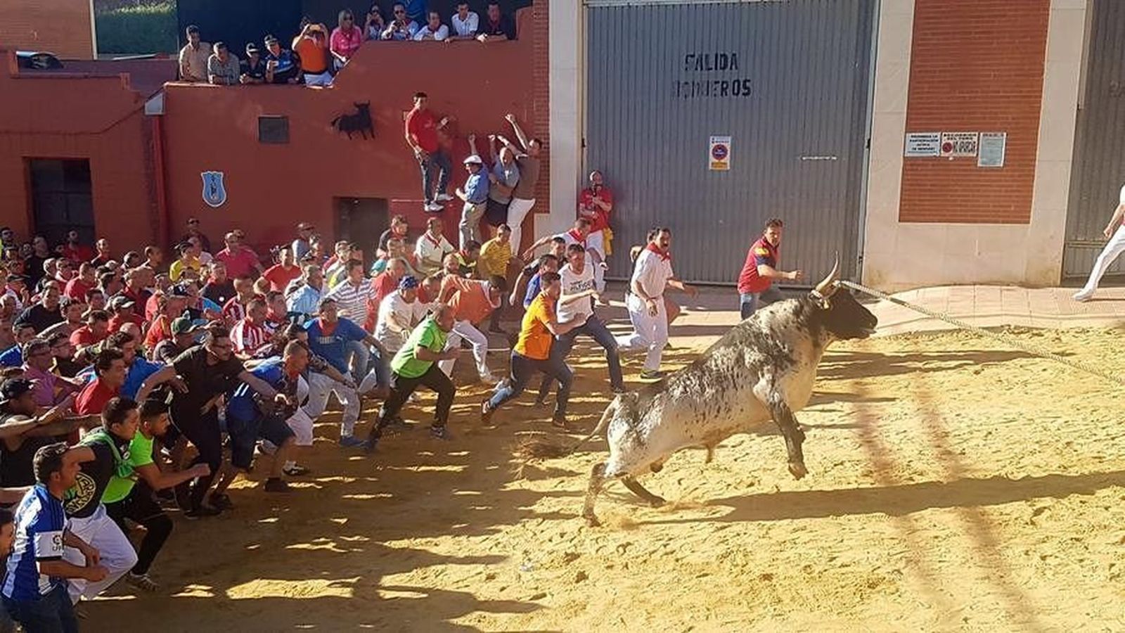 Toro de Alba