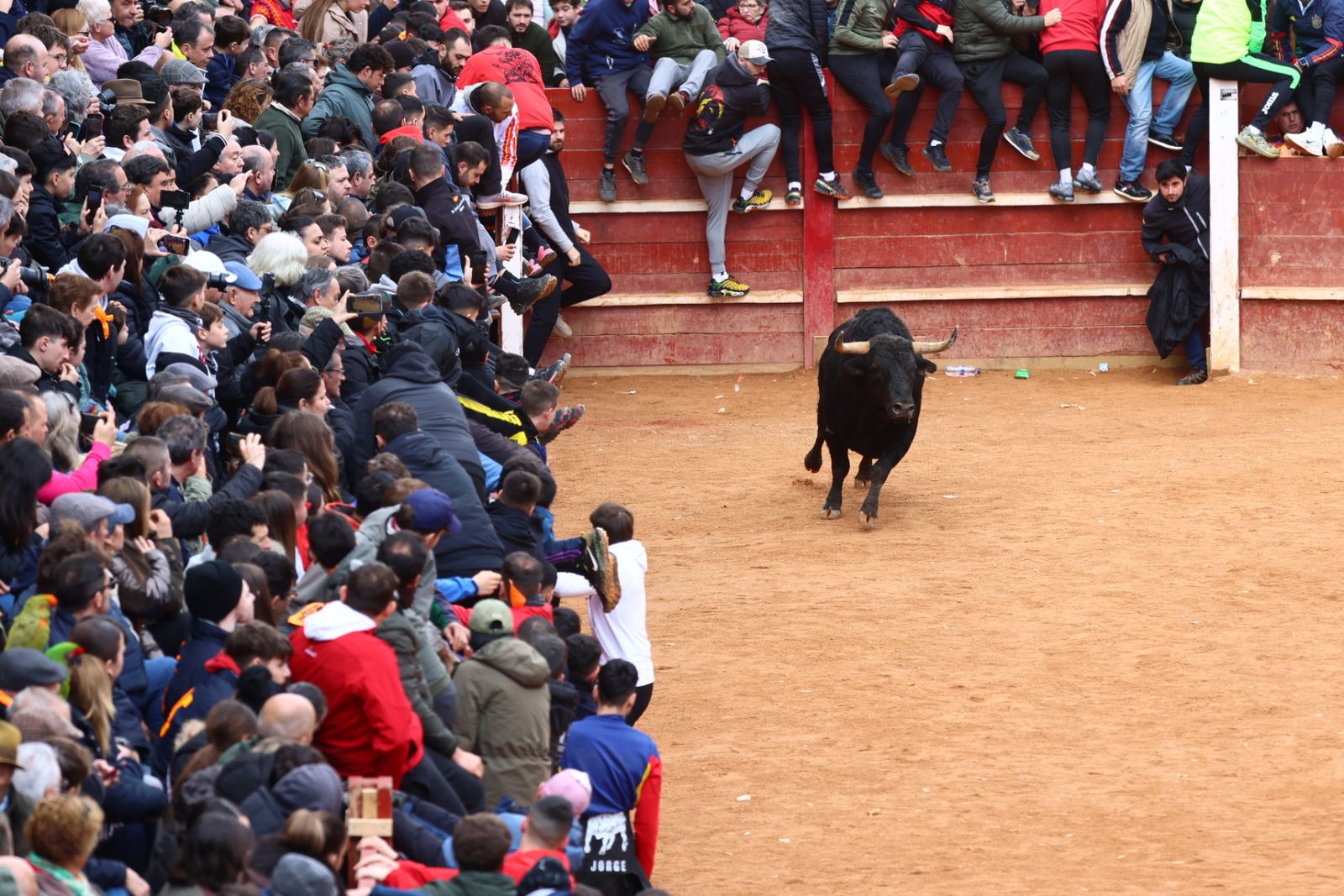 Capea de mañana en el martes del Carnaval del Toro de Ciudad Rodrigo