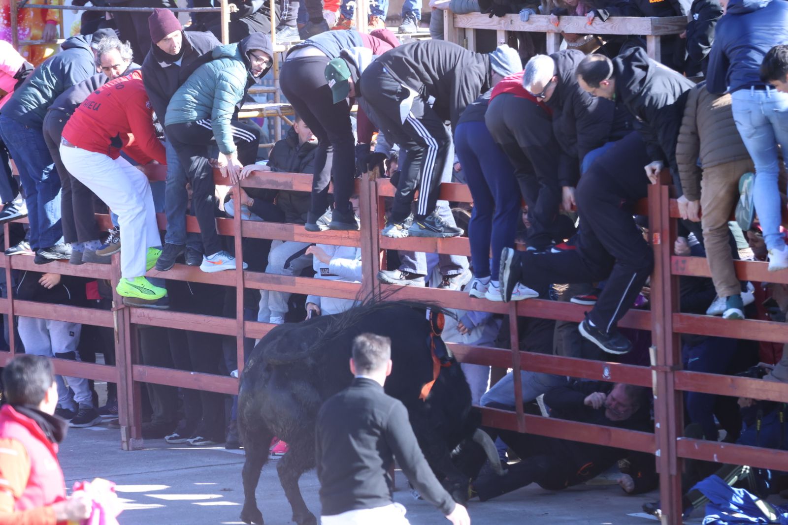 Toro del Antruejo 2026 en el Carnaval del Toro de Ciudad Rodrigo