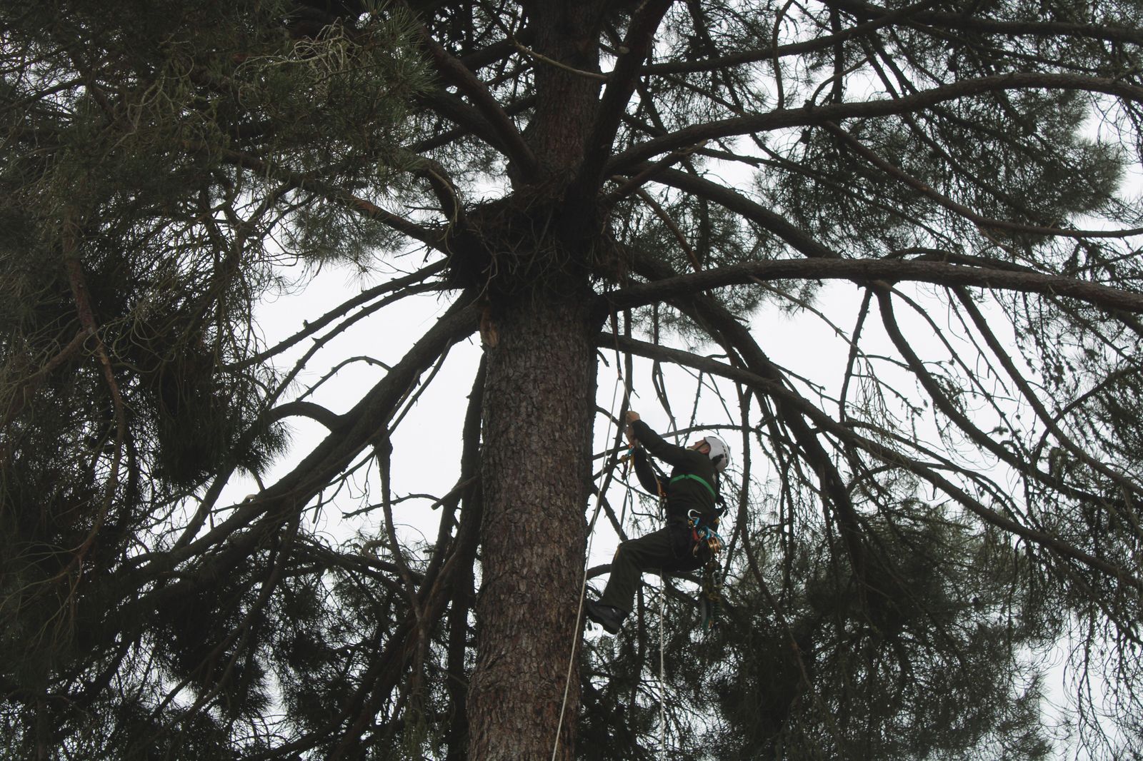 grupo-de-intervenciones-en-altura-agentes-medioambientales-reparacion-nido-cigueena-negra-en-espeja-63