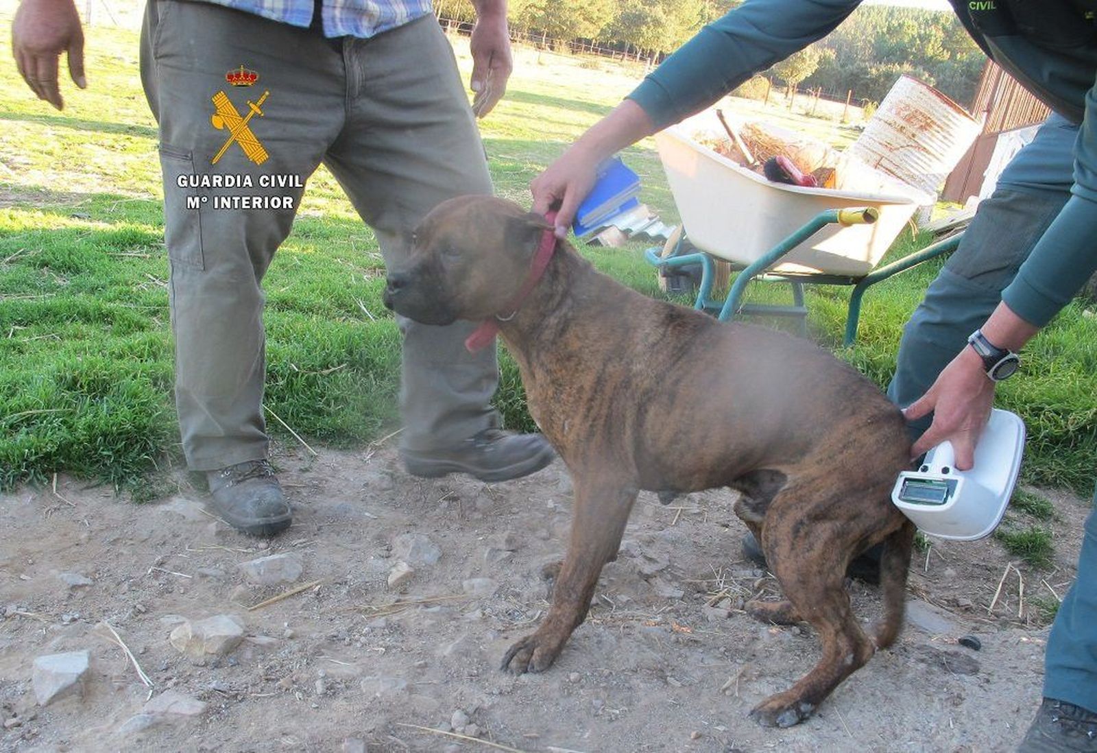 La Guardia Civil relaciona a otro veterinario con la falsificación de documentos de perros tras la muerte de un hombre en Santa Marta