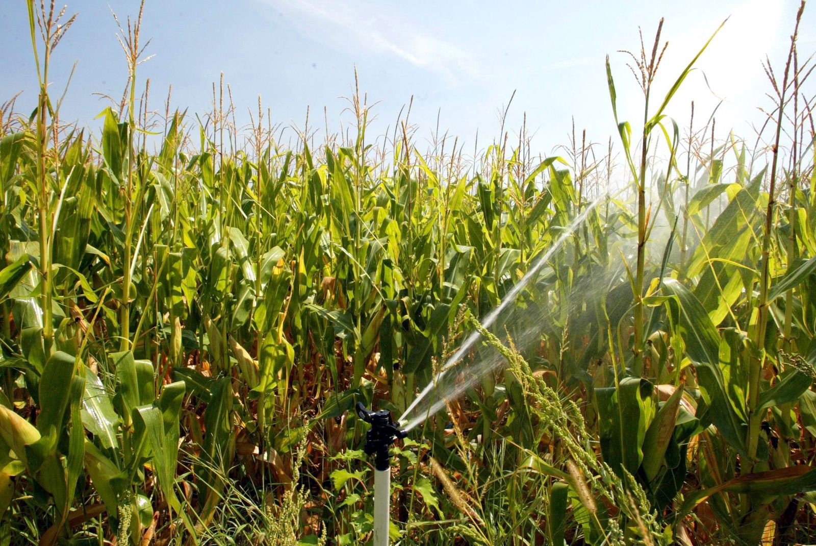 Riego por aspersión en una plantación de maíz