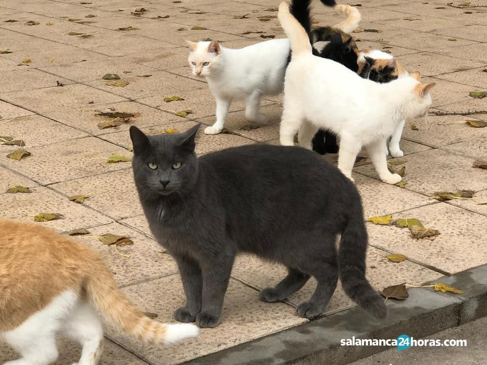 Gatos en La Aldehuela (7)