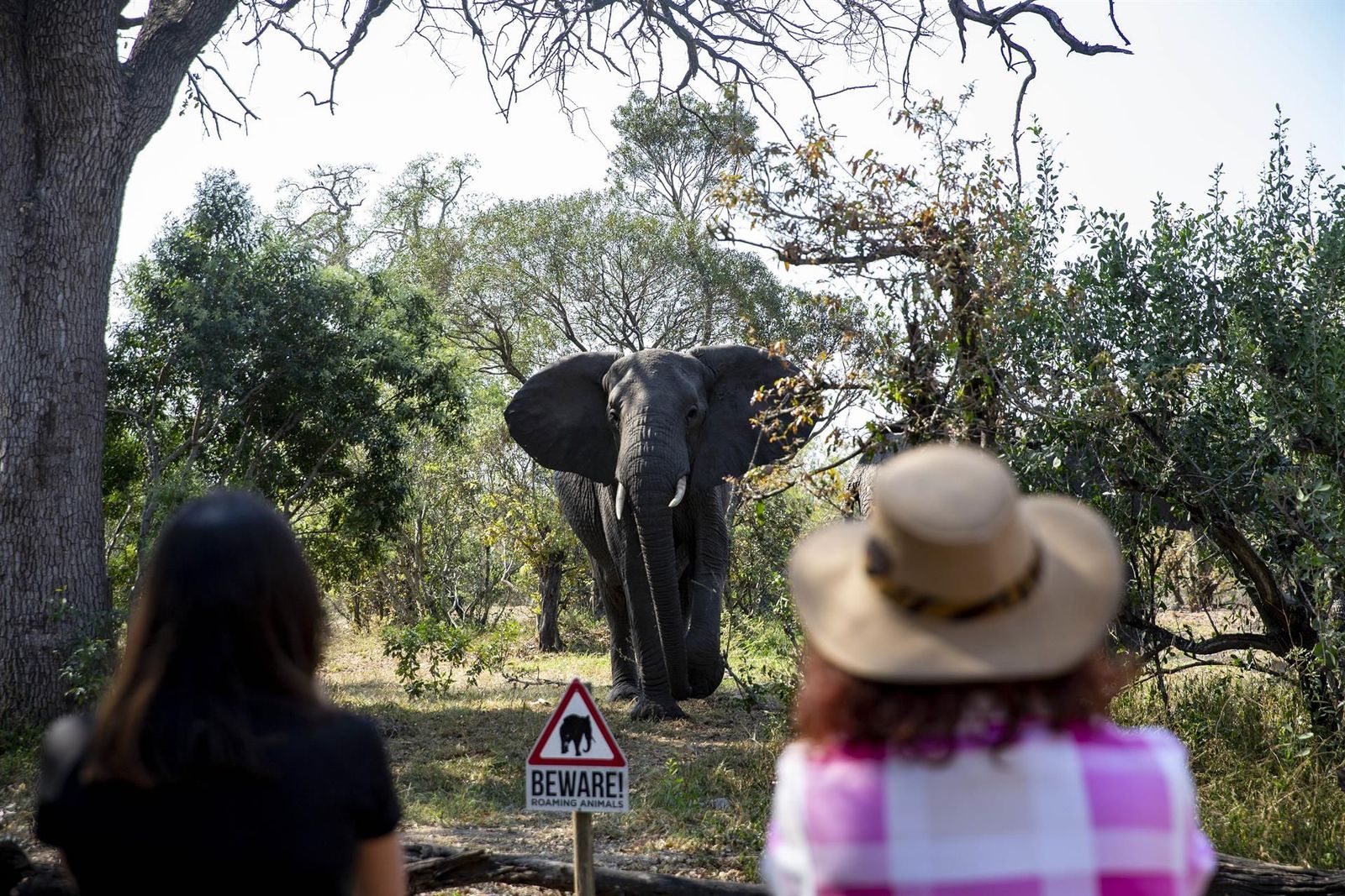 Turistas contemplan un elefante en el Parque Nacional Kruger en Sudáfrica. Foto Europa Press | Contacto Zhang Yudong Turistas contemplan un elefante en el Parque Nacional Kruger en Sudáfrica. Foto Europa Press | Contacto Zhang Yudong