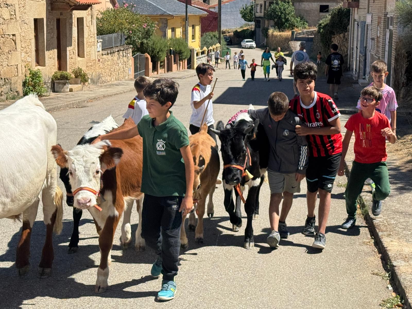 Encierro de mini bueyes en el último día de fiestas en Aldeadávila de la Ribera
