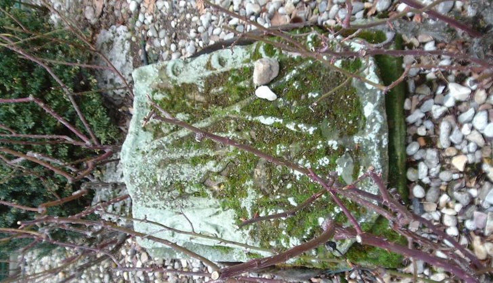 Águila Rodríguez de Ledesma 2 2022