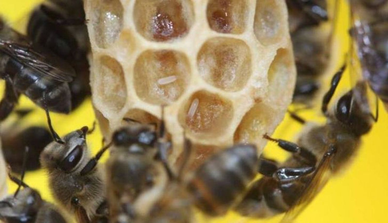 Abejas. Foto EP
