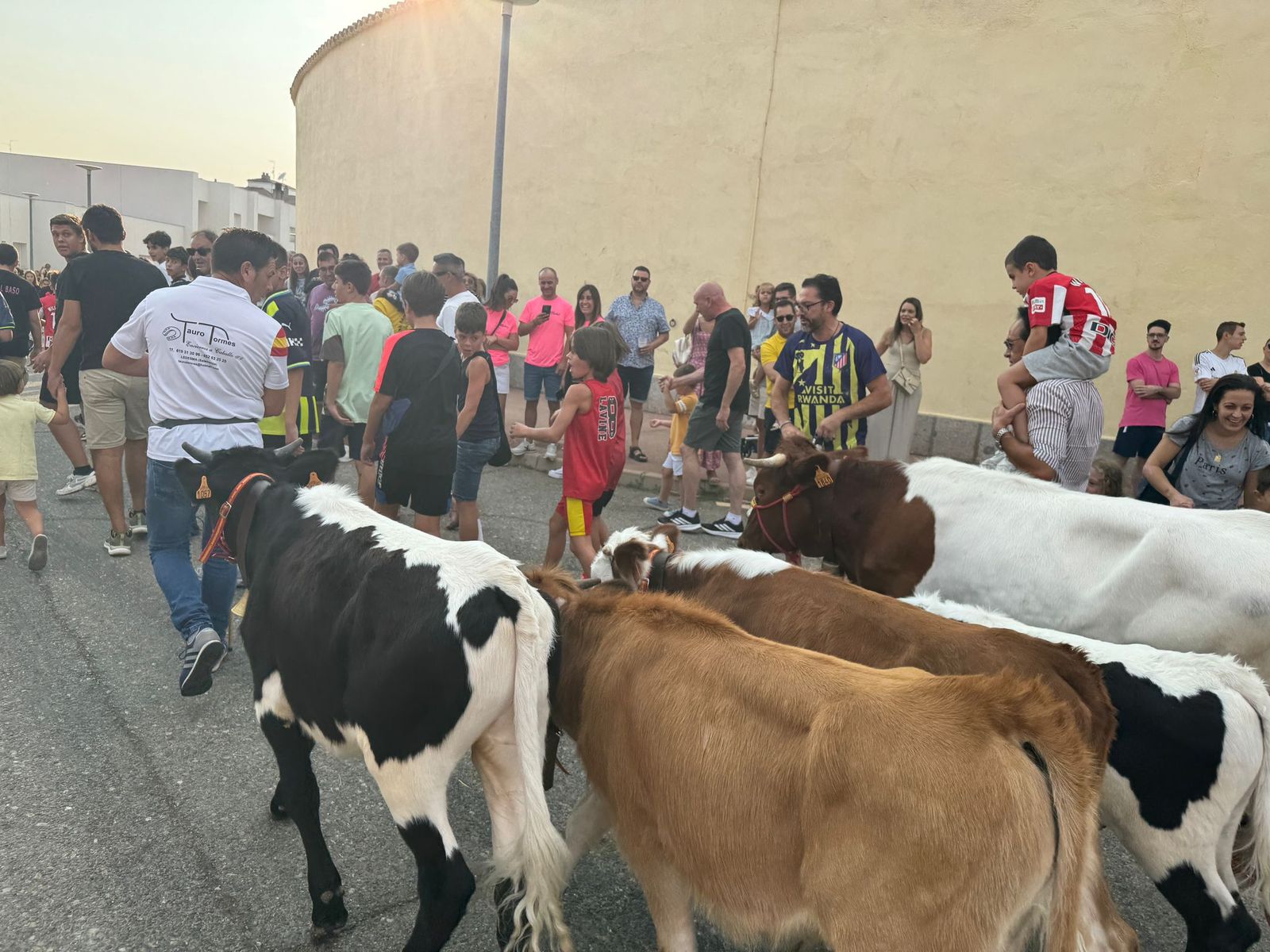 Encierro infantil de Mini Bueyes en Guijuelo durante sus fiestas 2025
