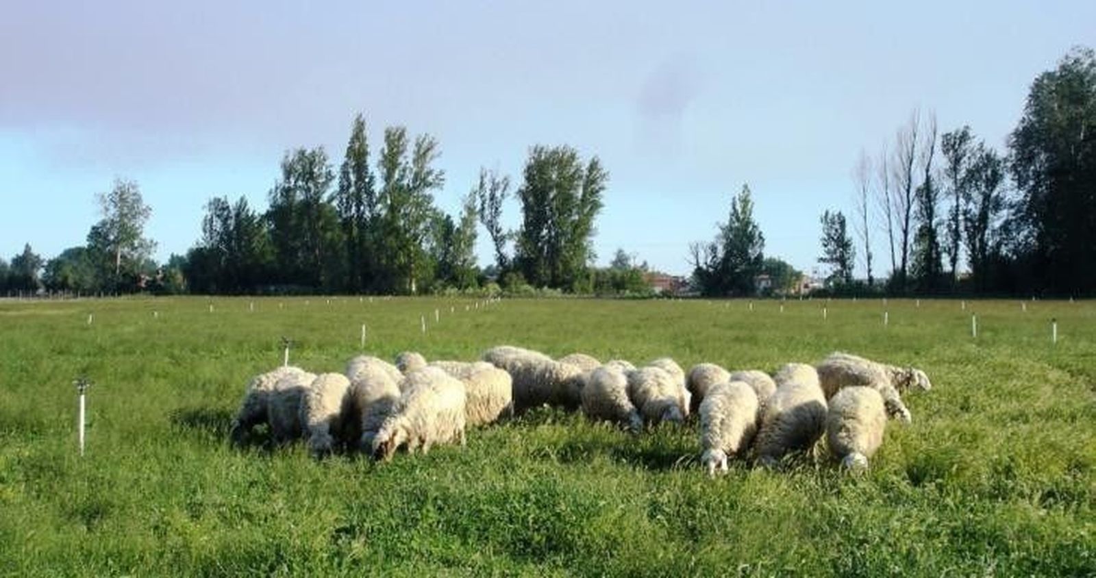 Investigan el efecto de la inclusión de taninos de quebracho en la dieta de ovejas lecheras