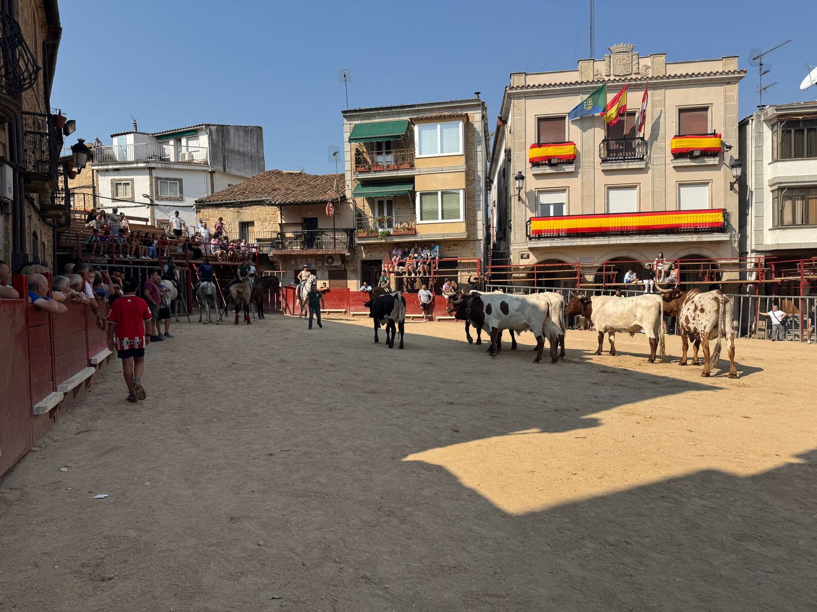 Encierro de bueyes en Aldeadávila de la Ribera para enseñarles el camino para los encierros en sus fiestas 2025