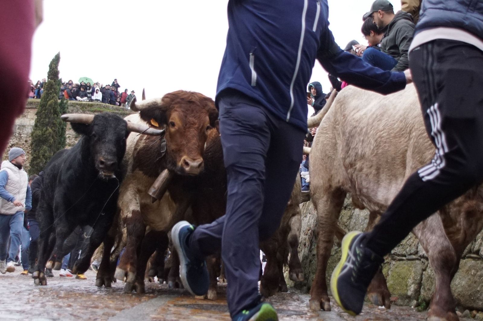 Capea matinal de domingo de carnaval en Ciudad Rodrigo (16).jpeg
