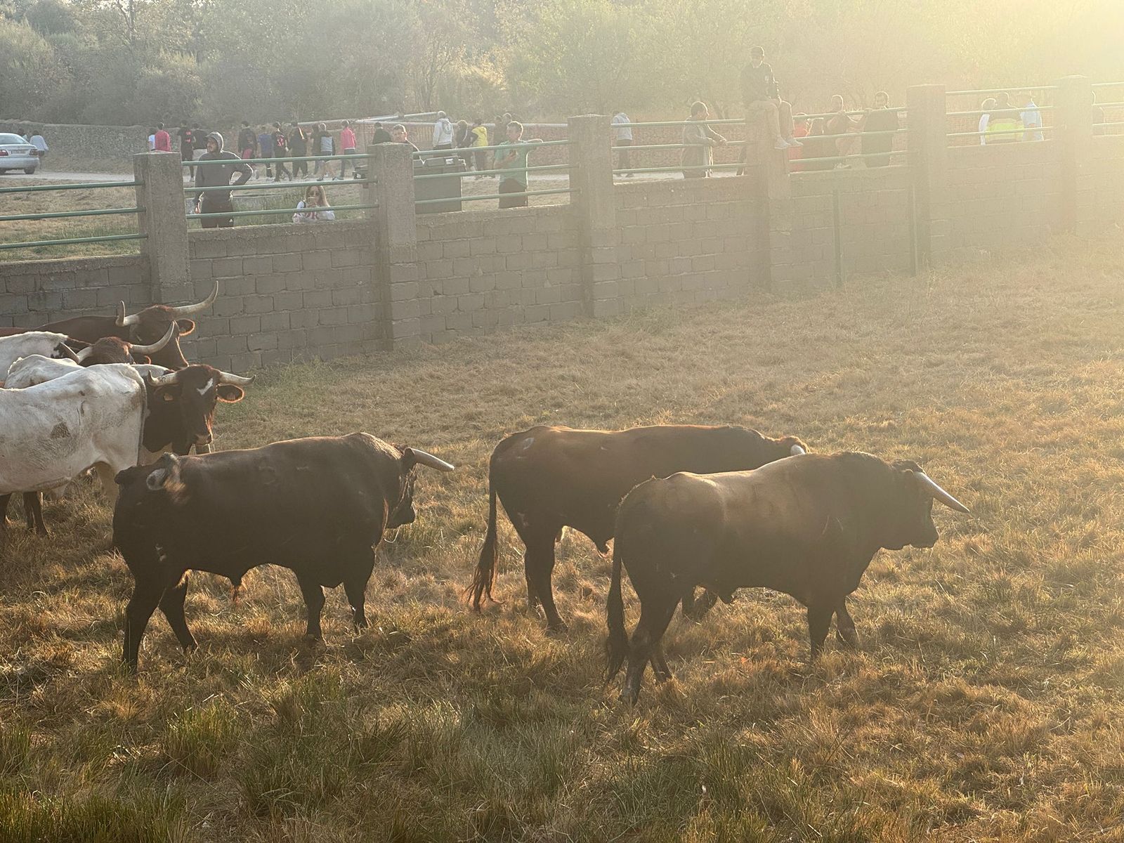 Encierro a caballo con reses de Valdeflores en Aldeadávila de la Ribera