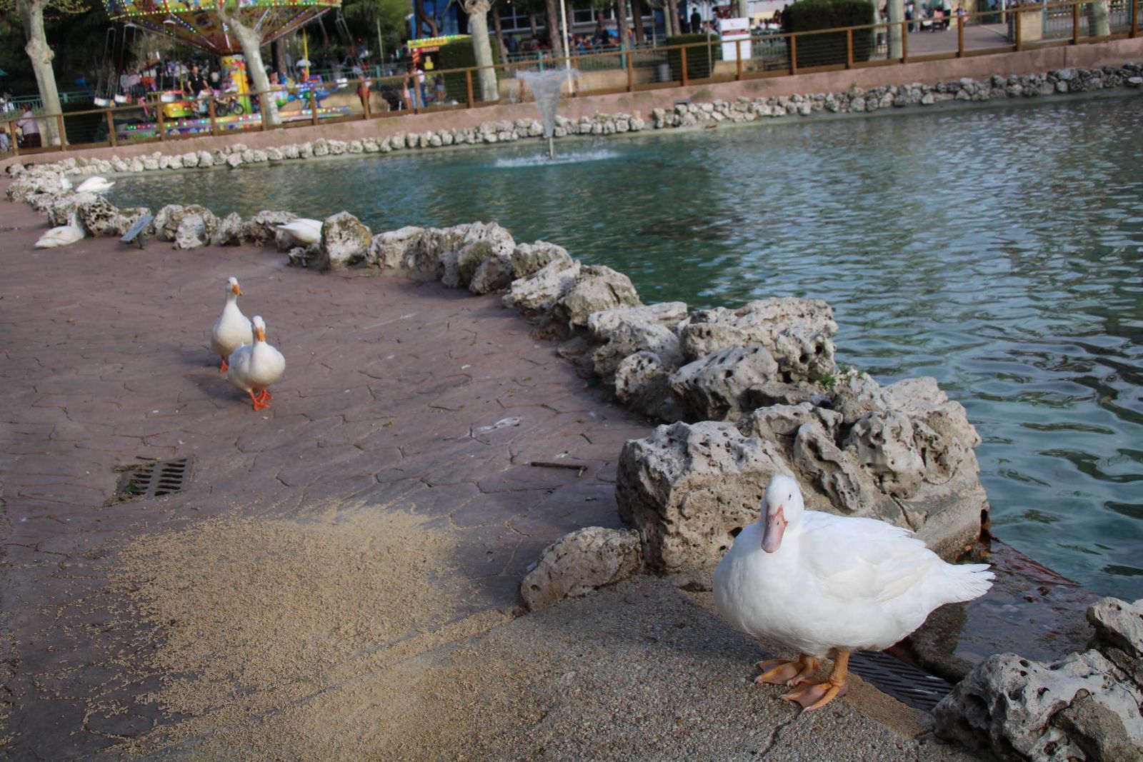 Patos y cisnes vuelven al estanque de La Alamedilla