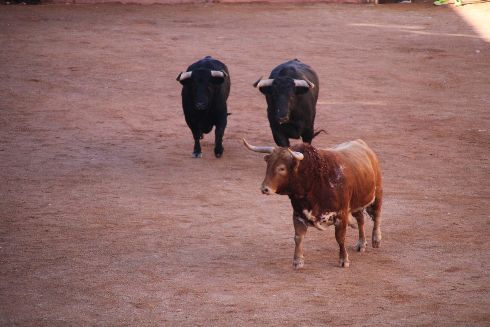 Encierro de sábado en el Carnaval del toro 2026 de Ciudad Rodrigo