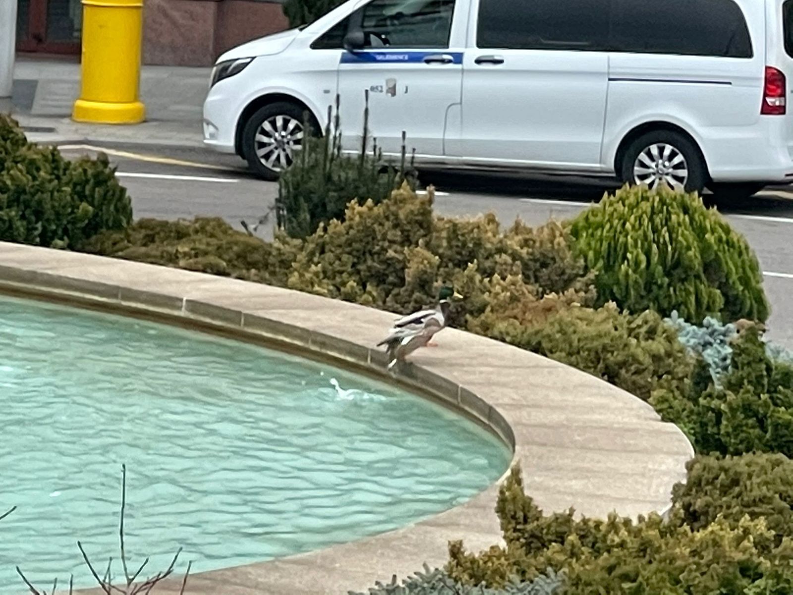 Una pareja de patos se baña en la Puerta de Zamora