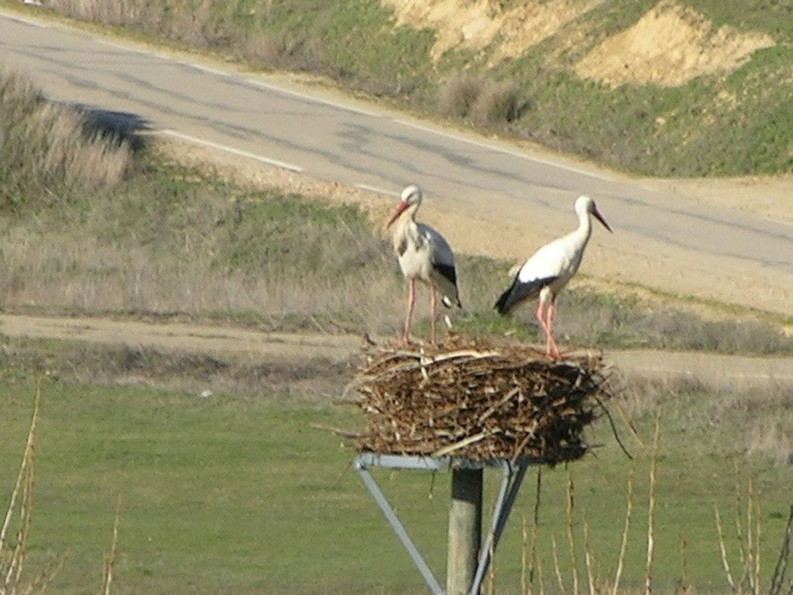 Técnica pionera para la reubicación de nidos de cigüeña sin daño para las aves