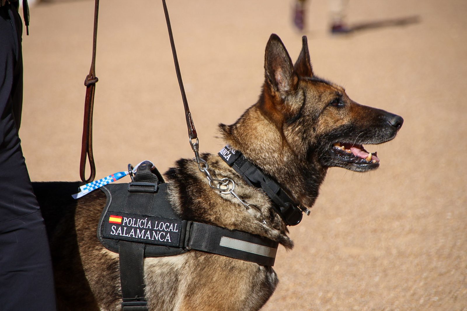 Reportaje perros Policía Local "semillas de conciencia"