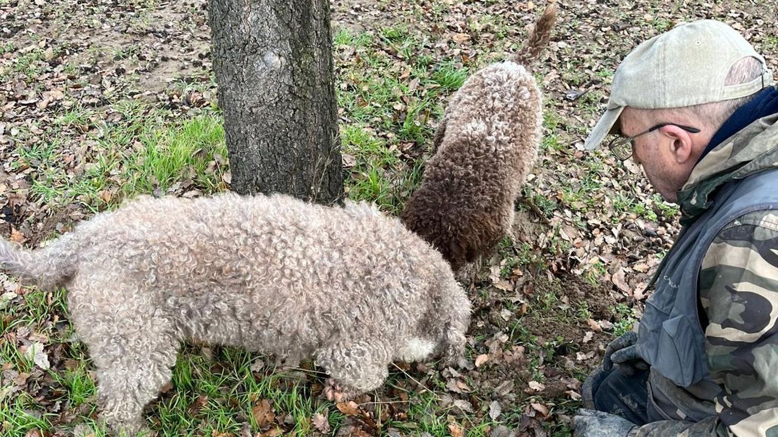 Imagen de la búsqueda de trufas