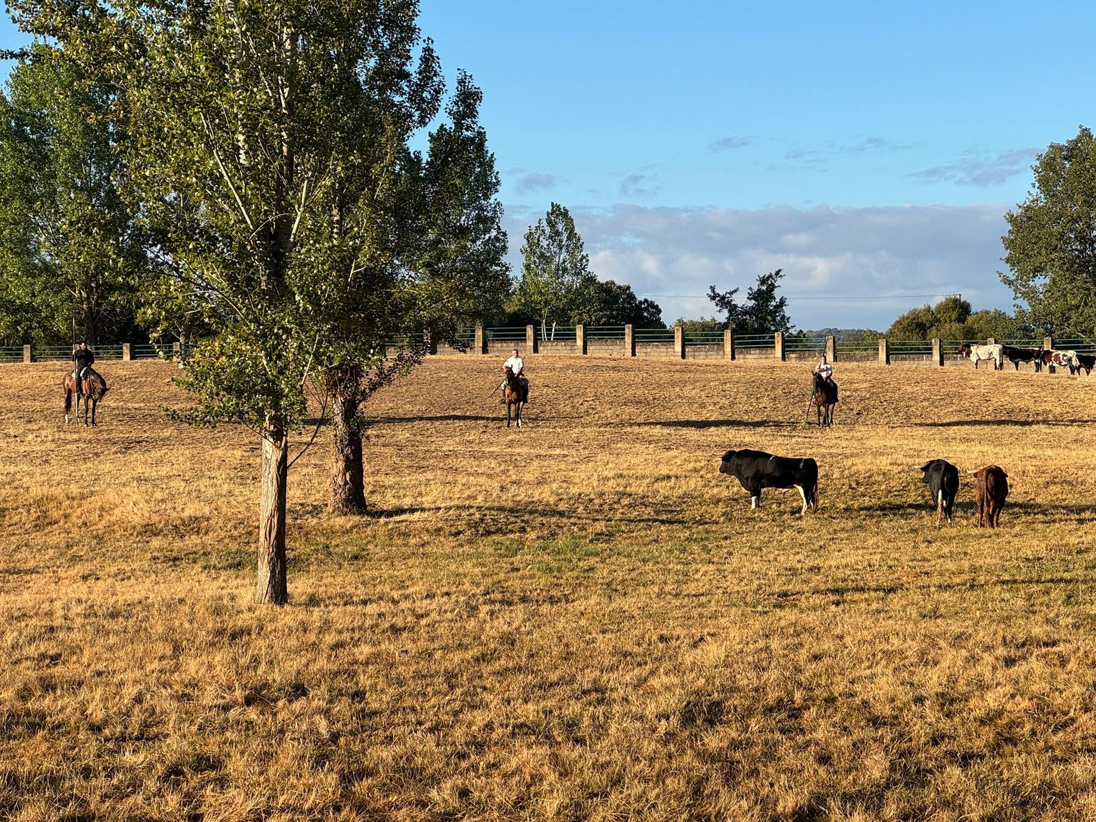 Último encierro a caballo en Aldeadávila de la Ribera con reses de Valrubio
