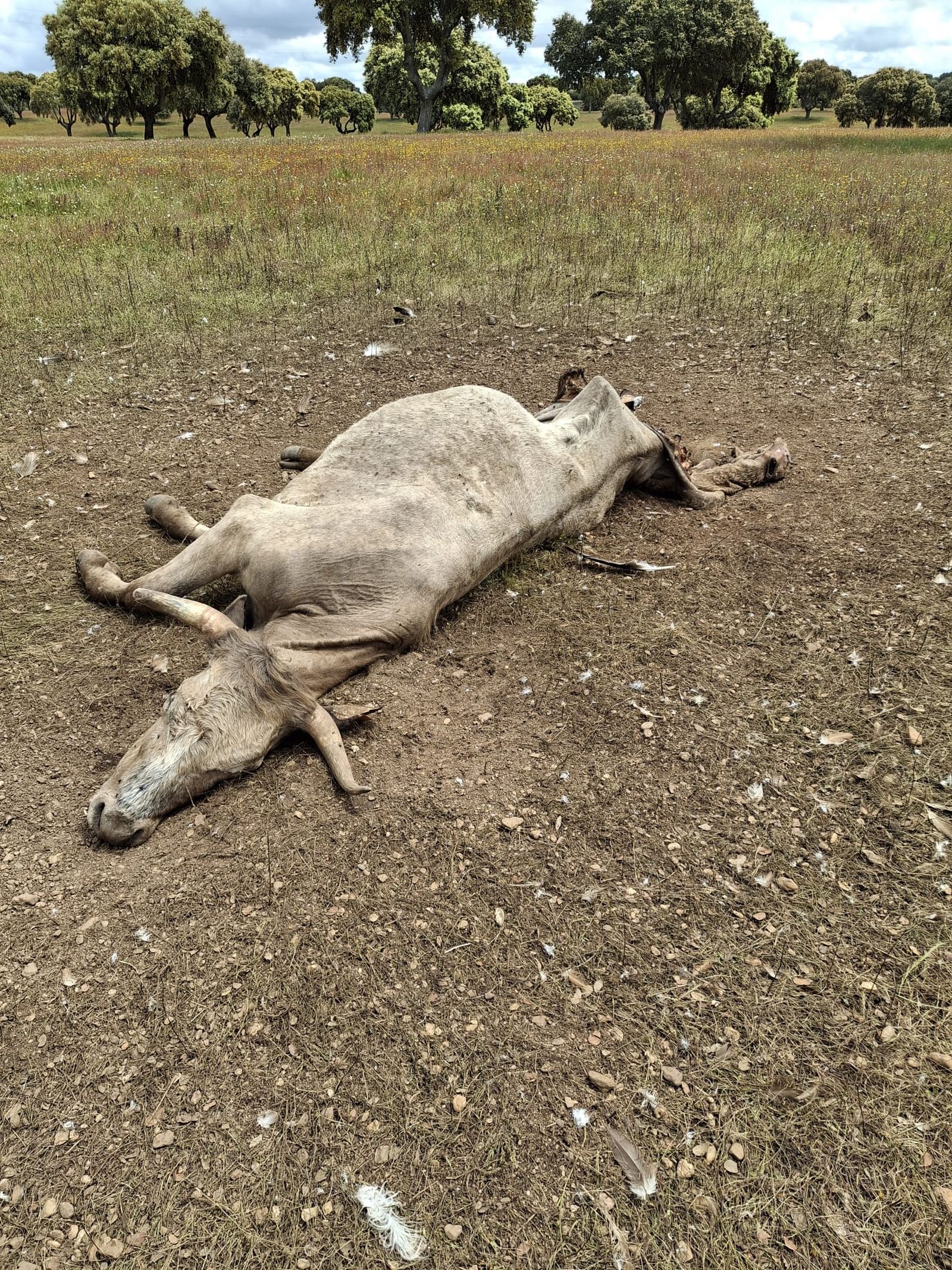 Un nuevo ataque de buitres mata una vaca y un ternero recién parido en Carrascal de Barregas
