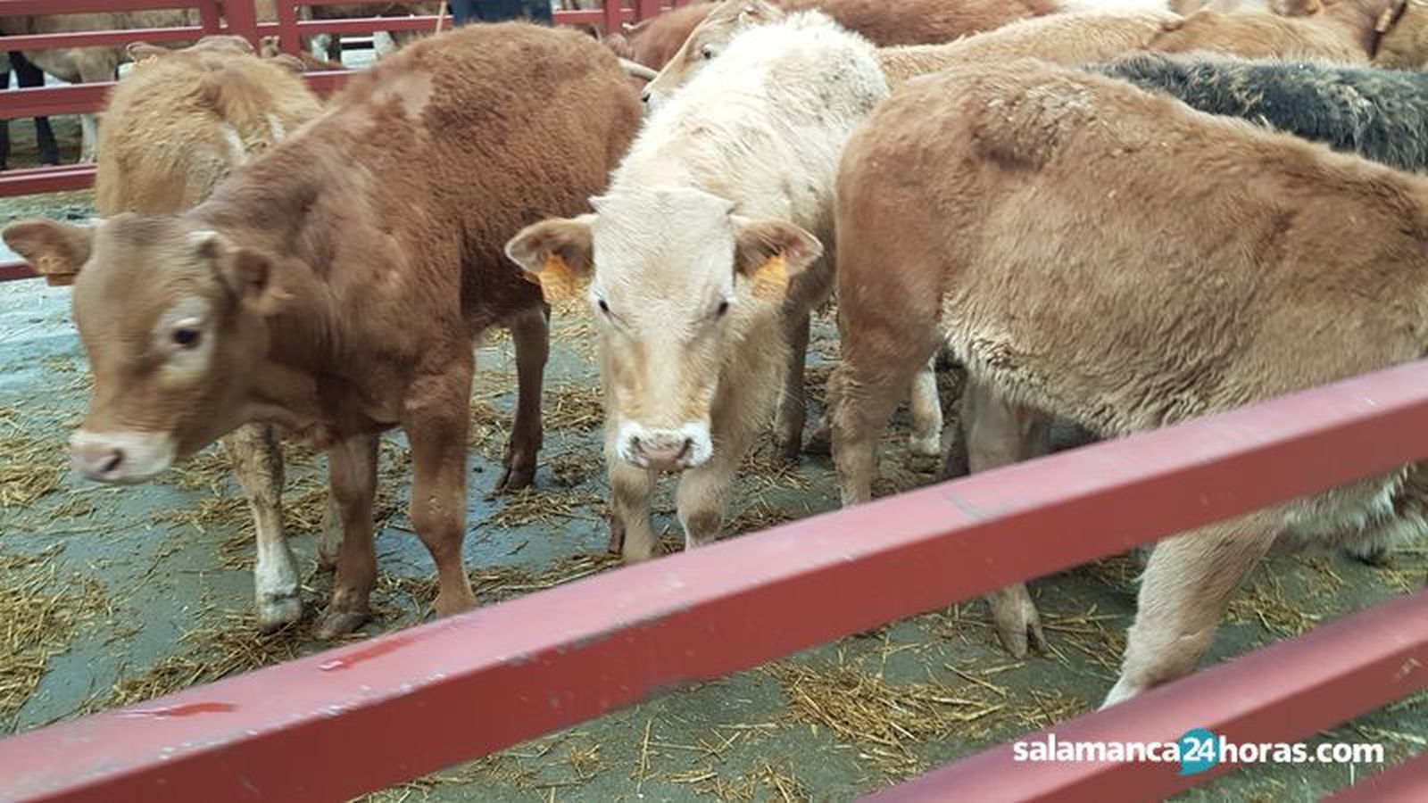 Mercado de ganado (2) result