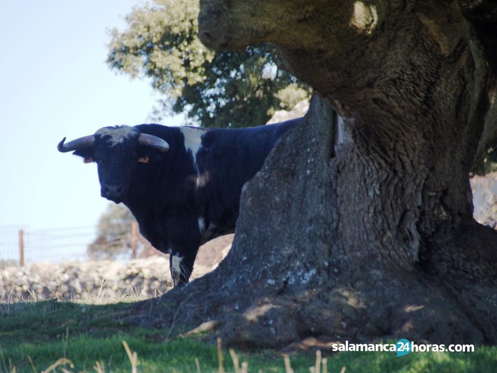 Ganadería barcial (75) portada