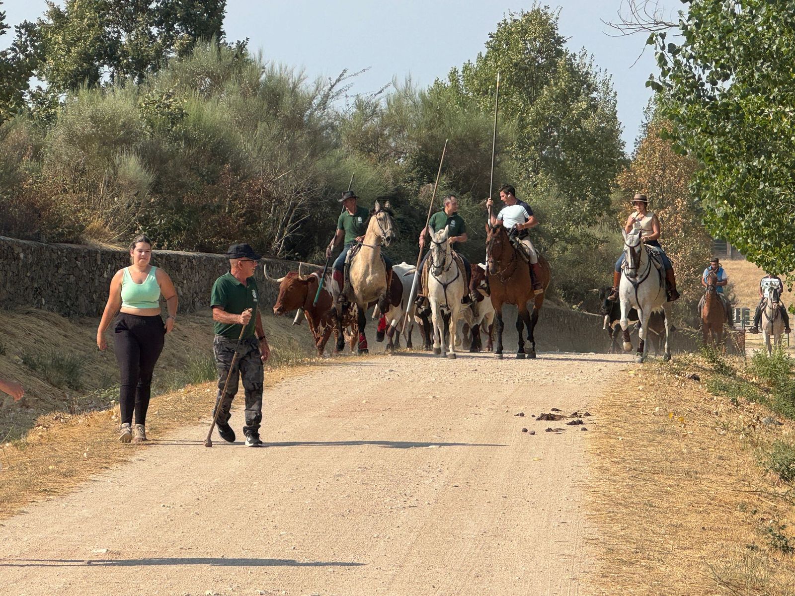 Encierro de bueyes en Aldeadávila de la Ribera para enseñarles el camino para los encierros en sus fiestas 2025