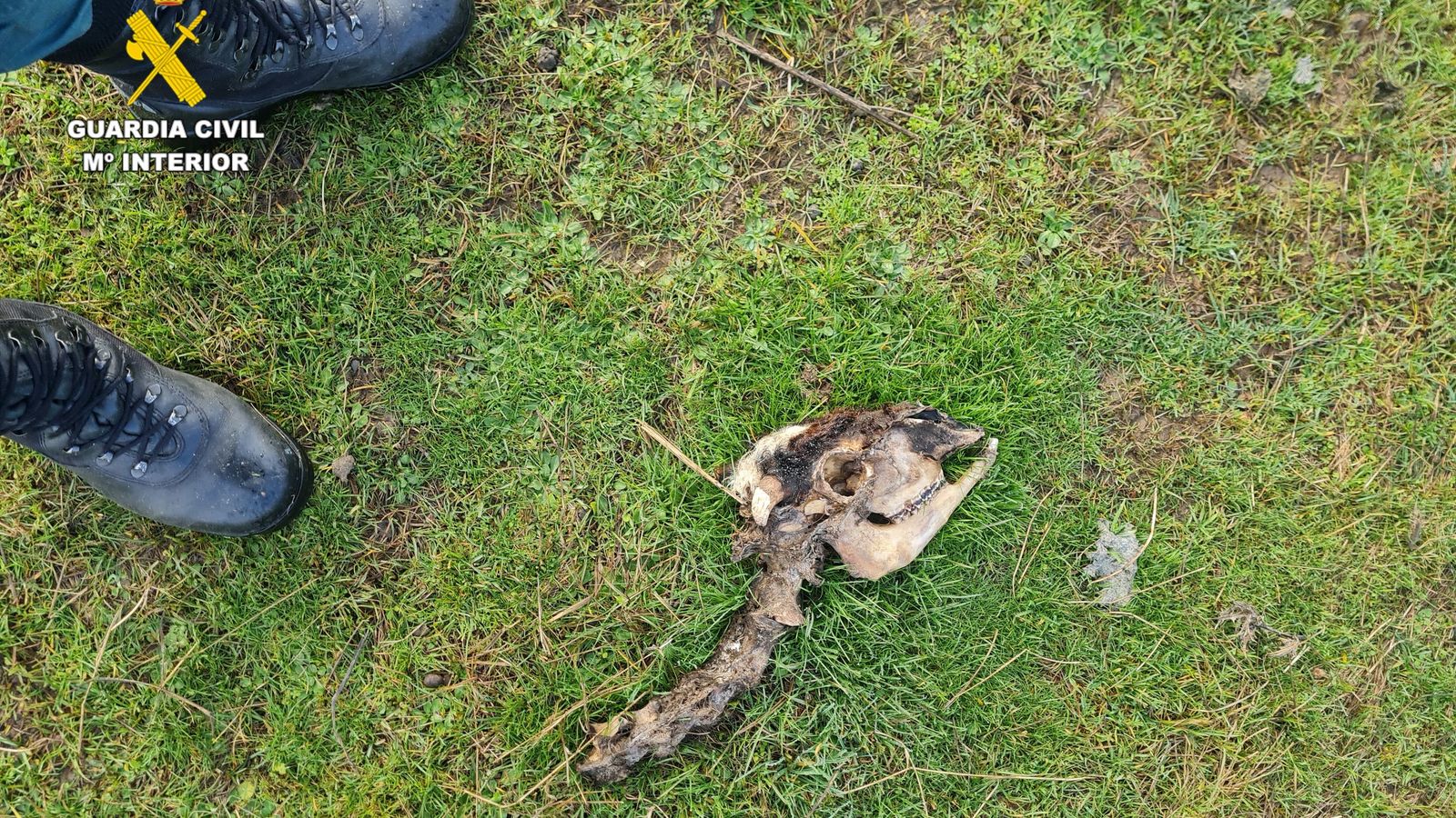 Uno de los restos óseos de los animales