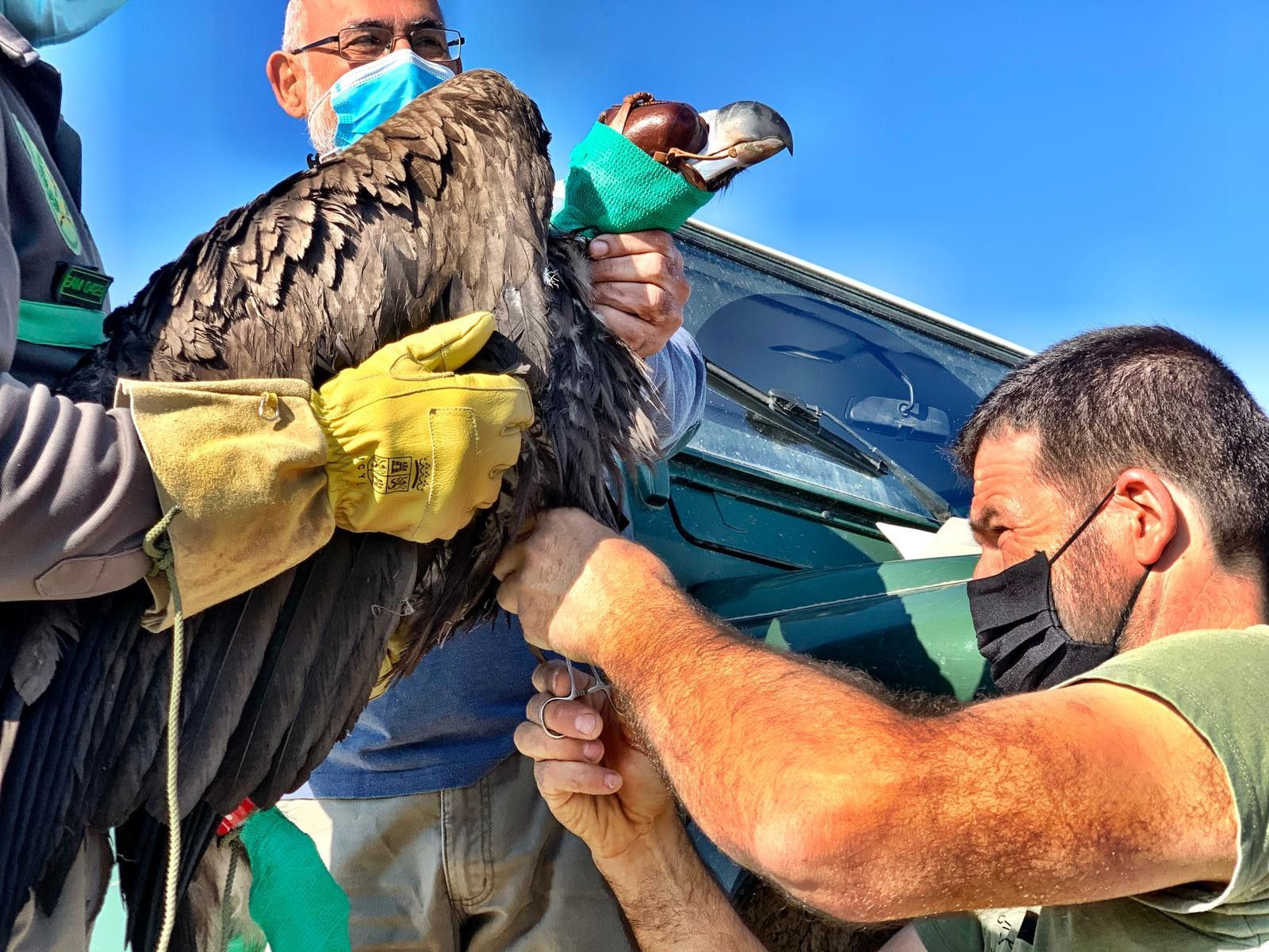RADIO MARCAJE BUITRE NEGRO 2
