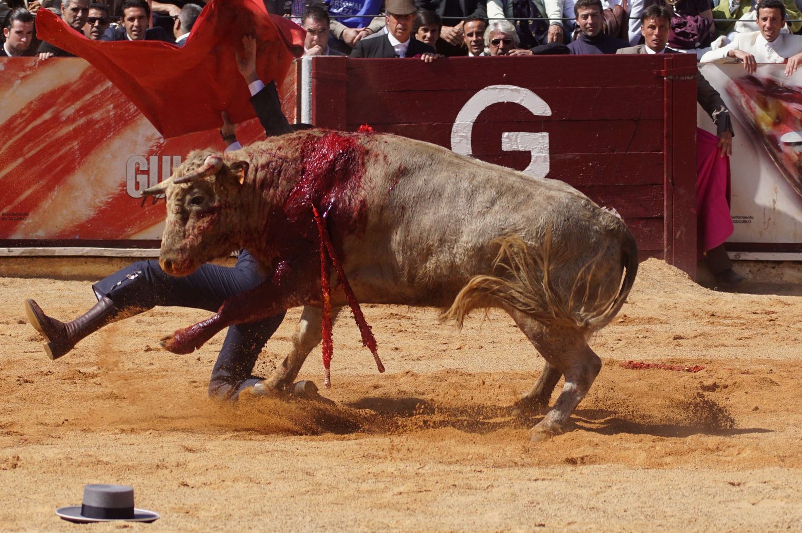 Festival taurino solidario por la esclerosis múltiple en Guijuelo