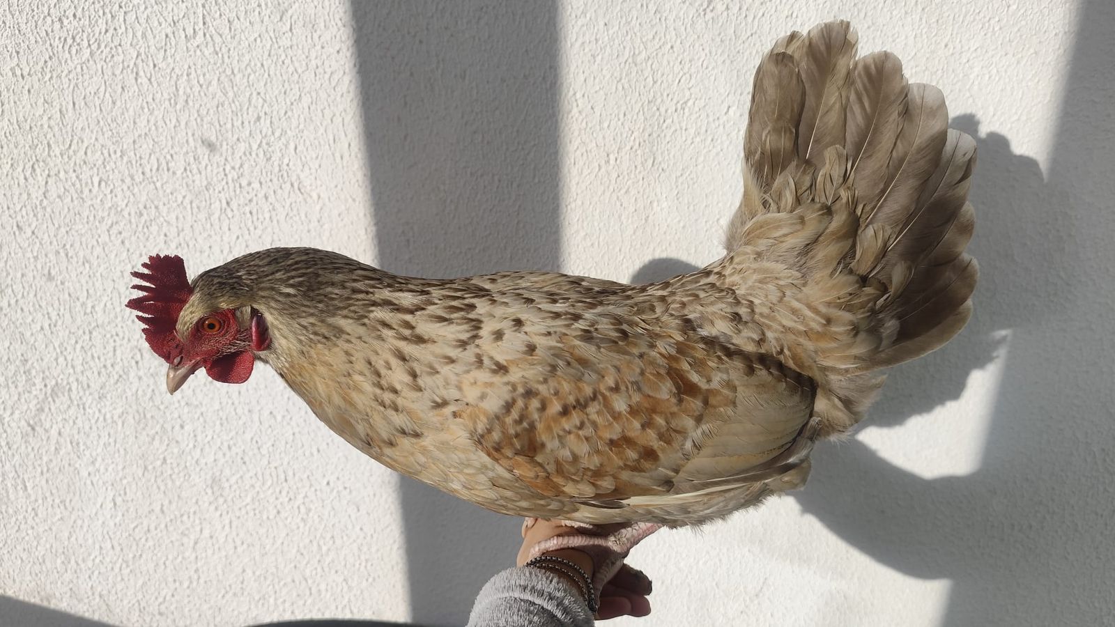 Imagen de Frida, la gallina rescatada de la mediana de la A-66
