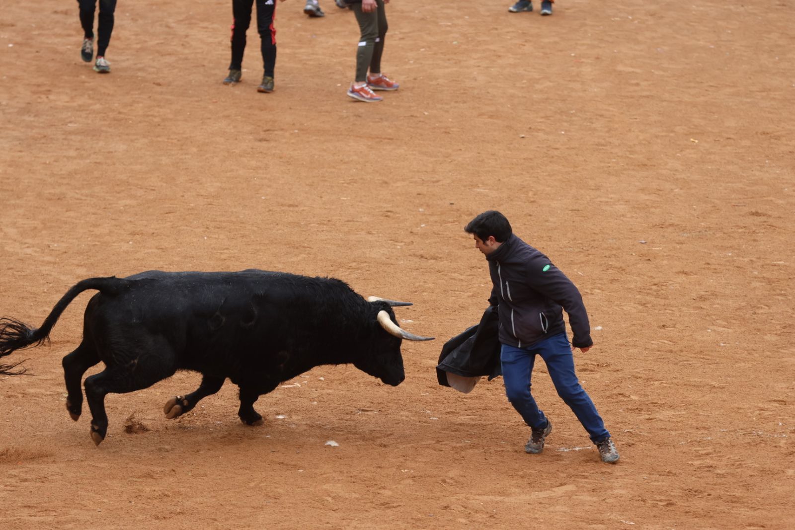 Capea de domingo en el Carnaval del Toro 2026 de Ciudad Rodrigo