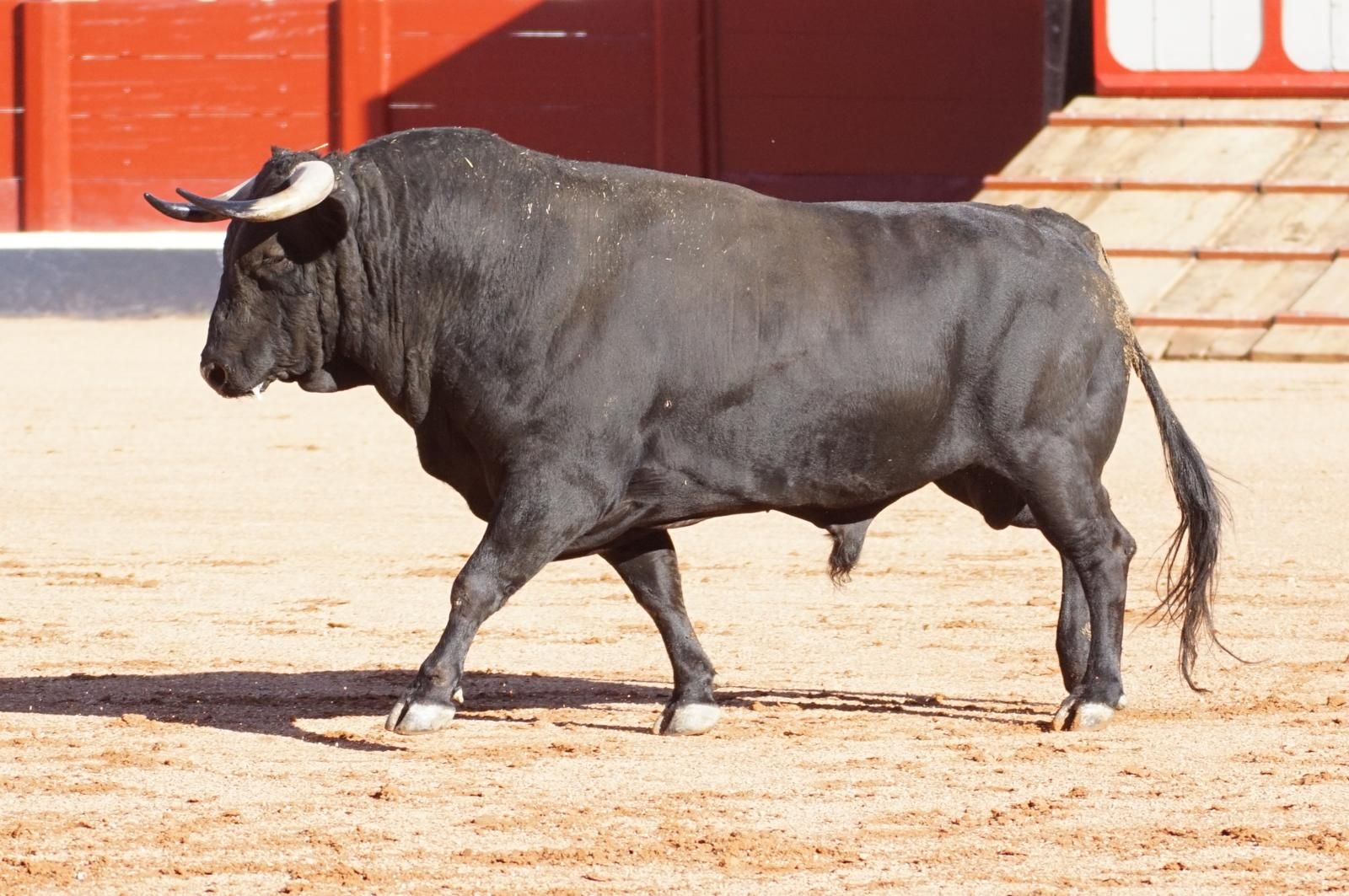 Tradicional Desenjaule en la Plaza de Toros La Glorieta