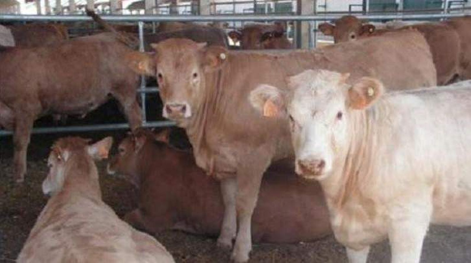 Castilla y León recibe 14 millones para promocionar el vino y garantizar la sanidad de la cabaña ganadera