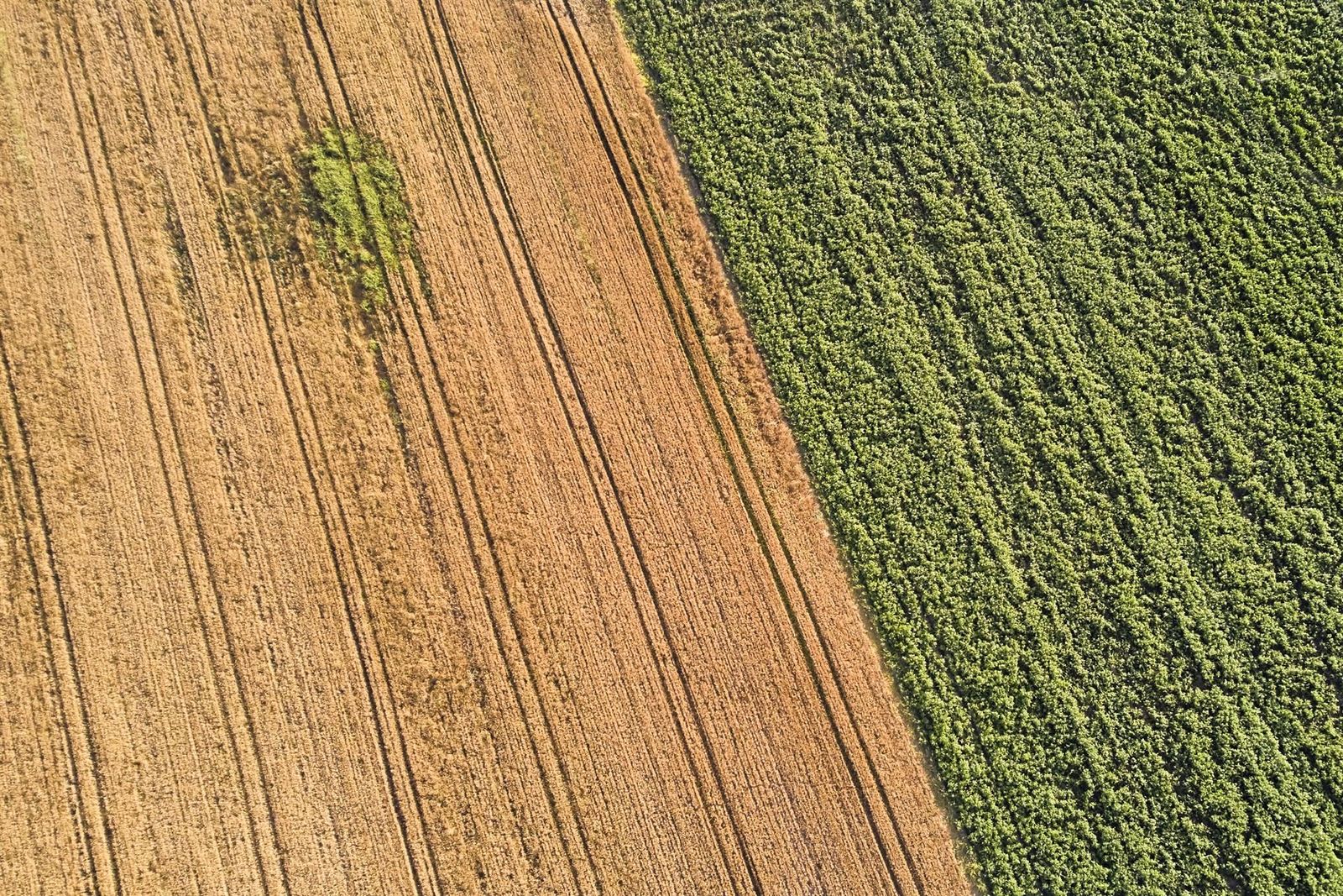 Un campo de forraje, a 29 de junio de 2023, en Xinzo de Limia, Ourense, Galicia (España). EP