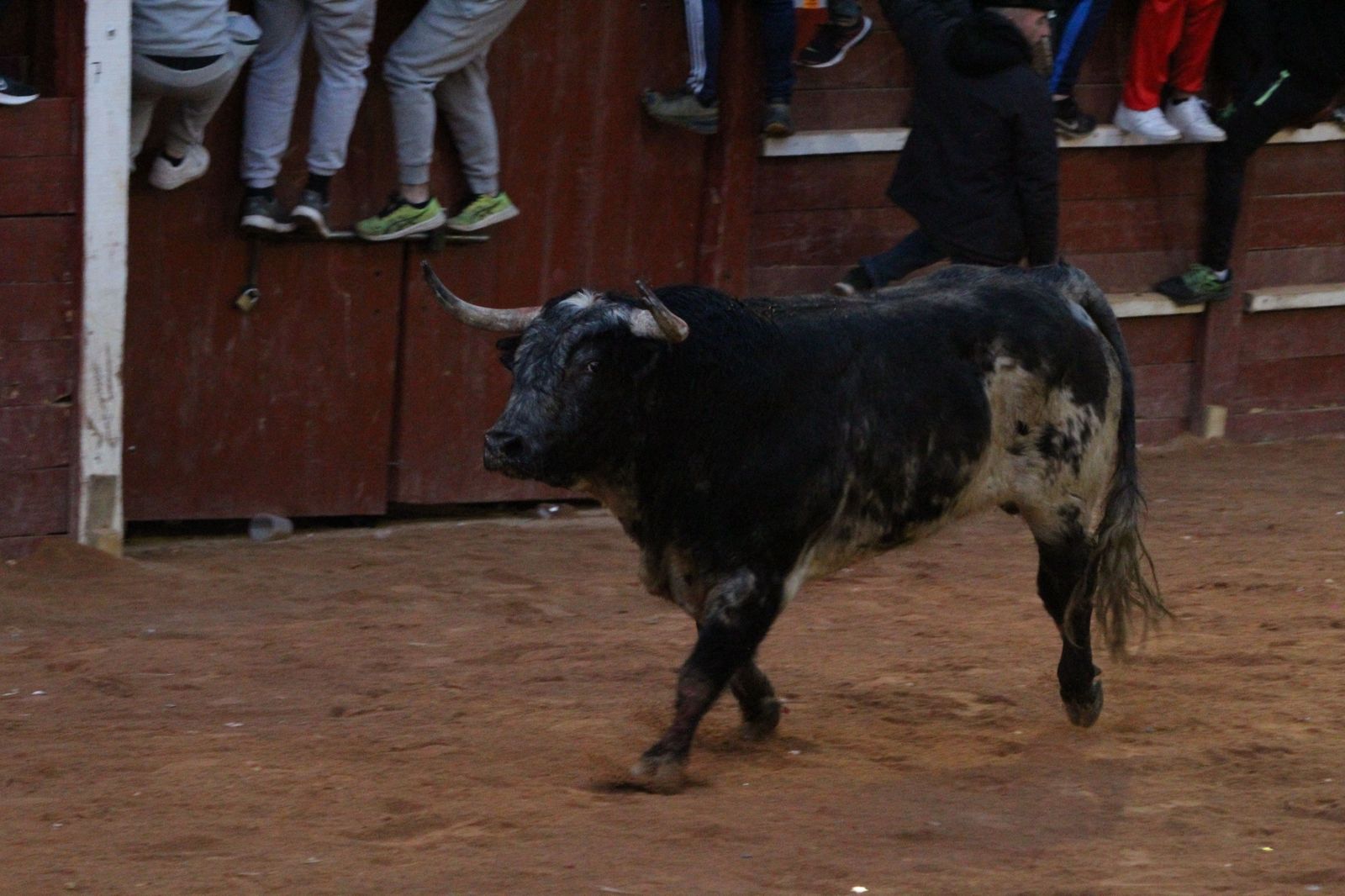 capea-de-ciudad-rodrigo-30