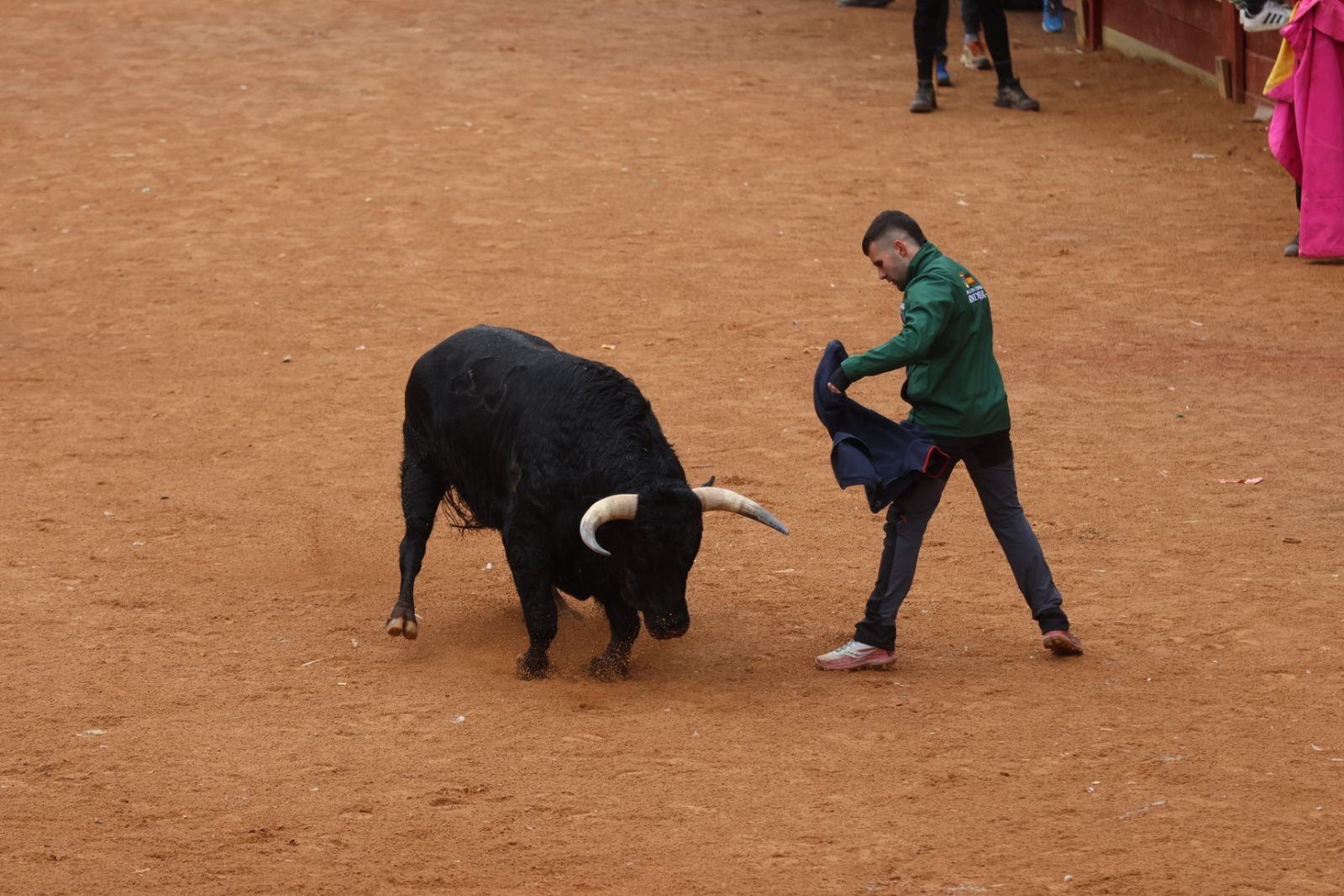 Capea de domingo en el Carnaval del Toro 2026 de Ciudad Rodrigo