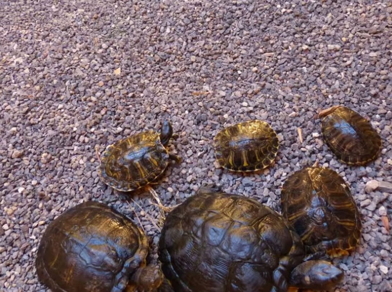 Ejemplares de tortugas exóticas invasoras en libertad