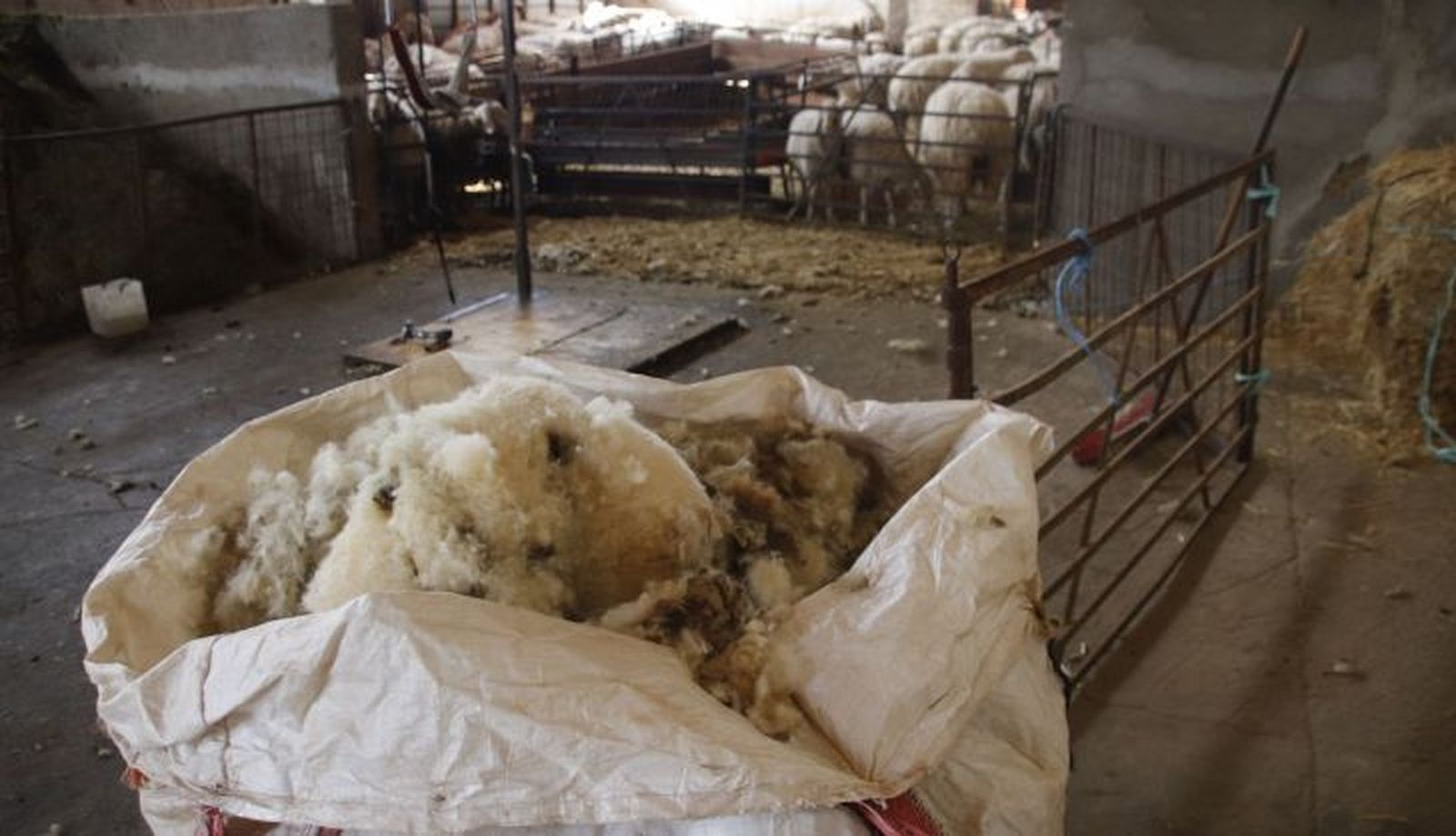 Reportaje Esquilar ovejas