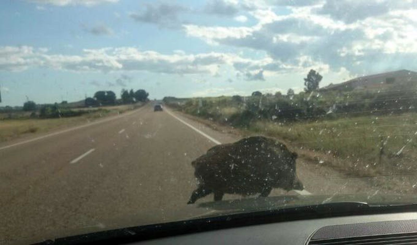 Sorpresa entre los conductores de la CL-527 al compartir calzada con un jabalí