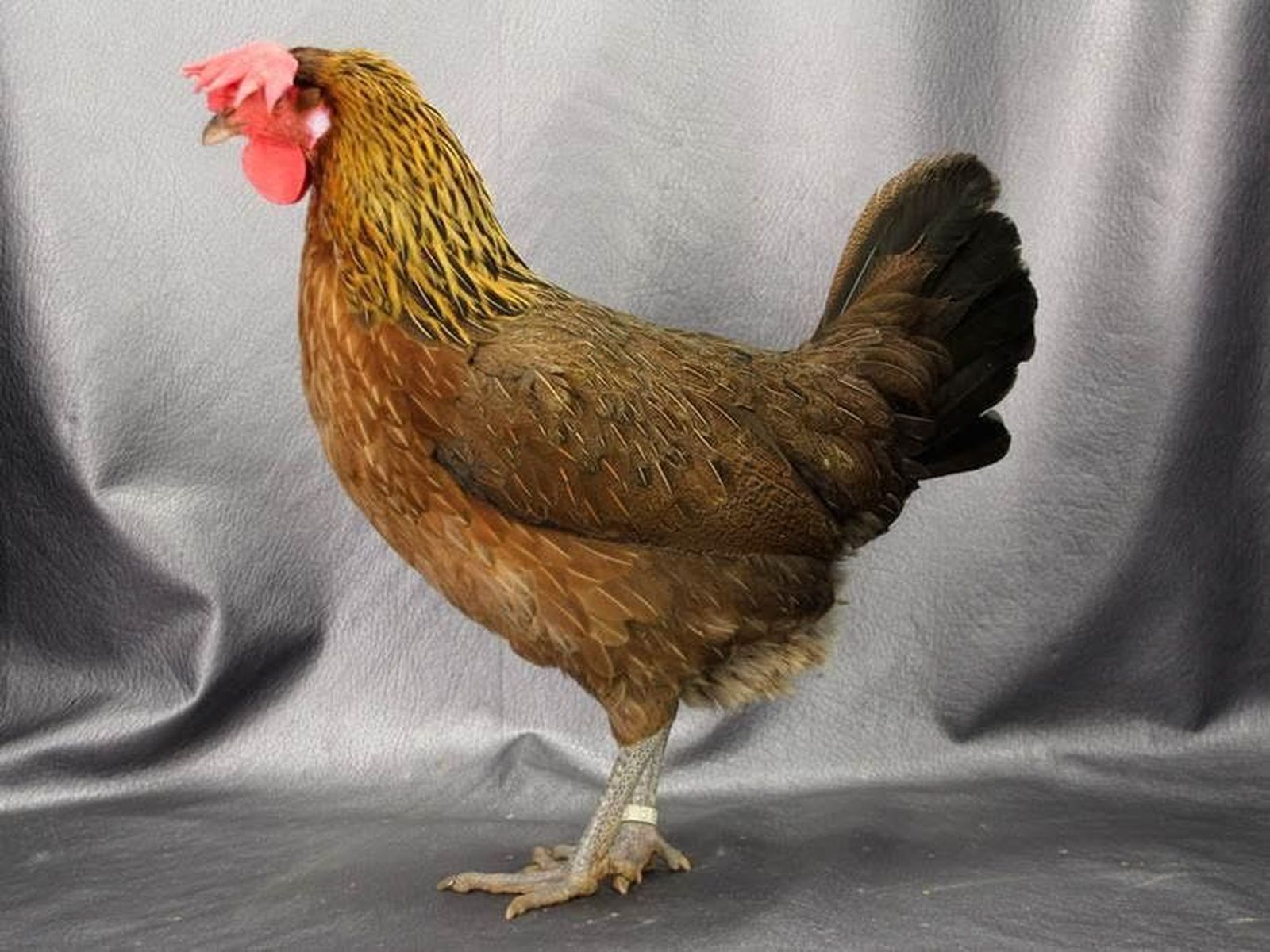 Un estudio define la composición química de los huevos de gallina utrerana, especie amenazada