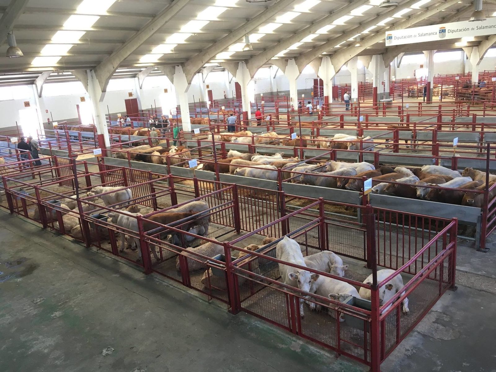 El ganado vacuno tiñe de verde la Lonja de Salamanca