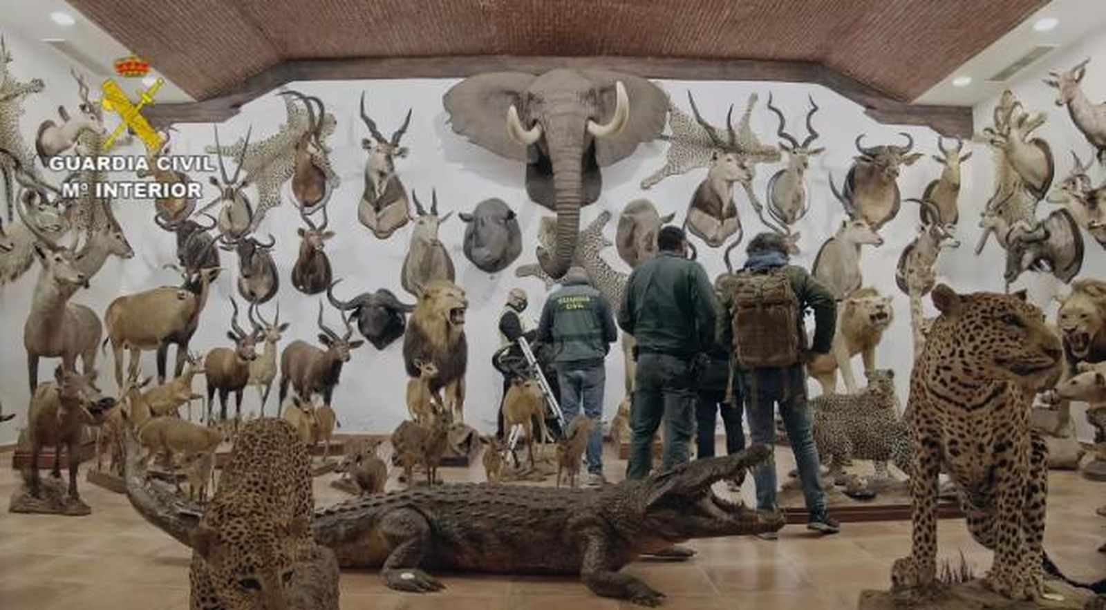 Incautan en una nave de Bétera un total de 1.090 animales disecados protegidos, la mayor colección de España   GUARDIA CIVIL