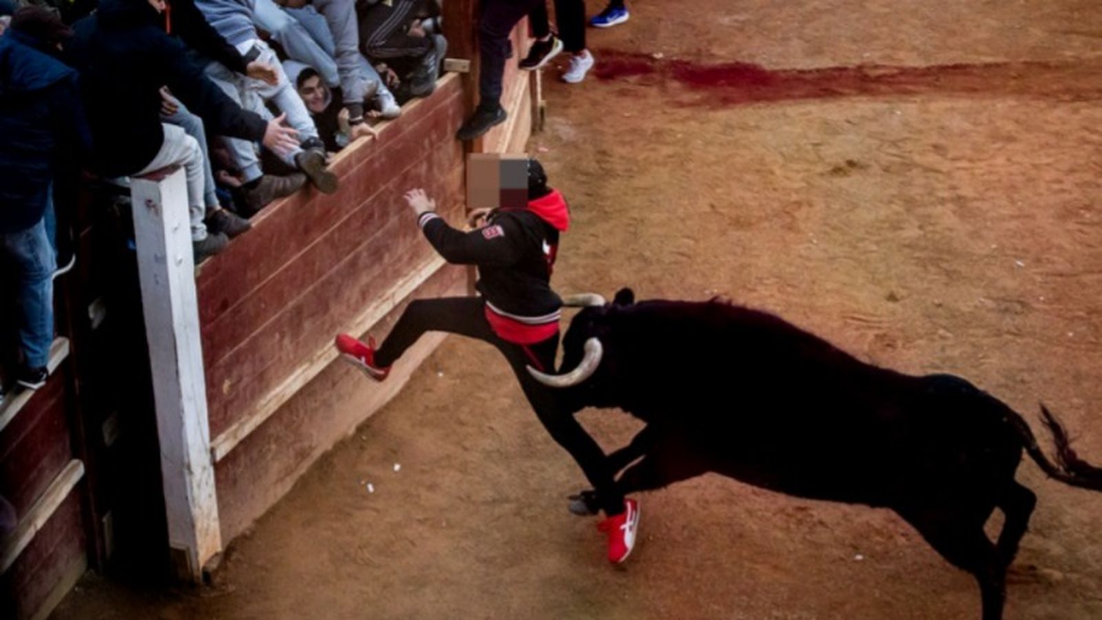 Cogida del varón herido por asta de toro en el muslo durante la capea del sábado por la tarde en Ciudad Rodrigo