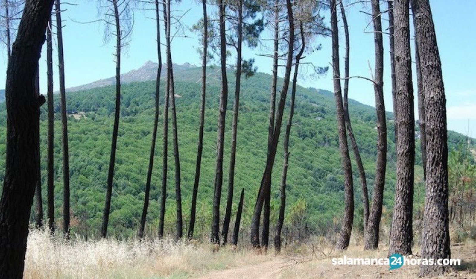 Propietarios forestales