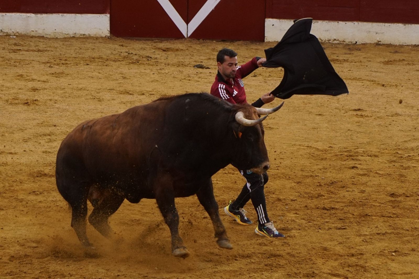 Villoria, toro del Voto