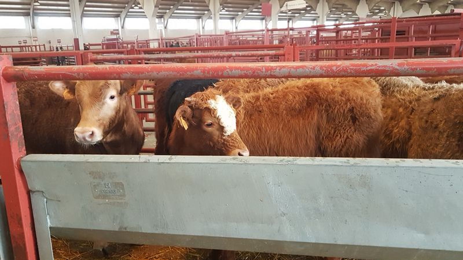 El mercado ha celebrado este lunes la última sesión del año