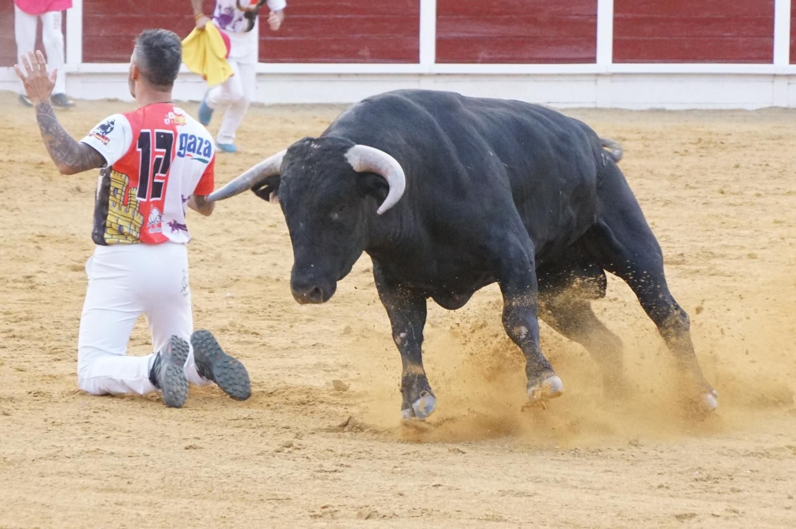 Gran ambiente en los cortes y la suelta de vaquillas de Peñaranda