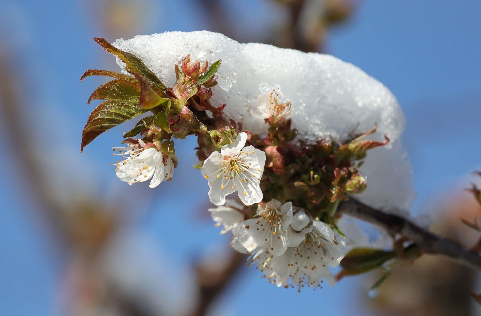 nieve-en-el-sur-de-salamanca-ical-vicente-9