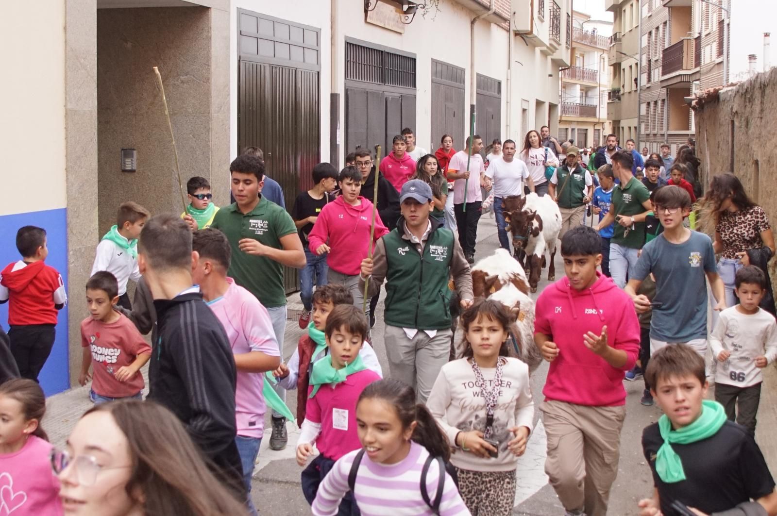 Alba de Tormes celebra un encierro, capea y encierro de minibueyes